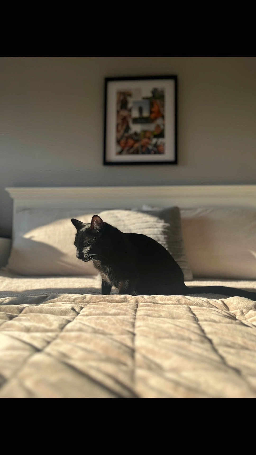 Maggie joined the competition — help win amazing prizes! cat, black_cat, bed, bedspread, pillow, sunlight, indoor, cozy, feline, pet, resting, quiet, shadow, home, comfort, animal, furniture, sleepy, warm_light, relaxation