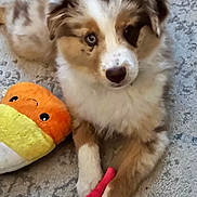 Ruby Rose is registered to the contest to win money with this photo: adorable, animal, brown, candy_corn, carpet, cute, dog, fluffy, fur, indoor, looking_up, lying_down, paw, pet, playful, plush, puppy, toy, white, young