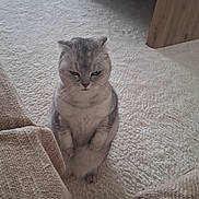 Poupie participe au concours pour gagner de l'argent avec cette photo : cat, gray_cat, carpet, indoor, furniture, coffee_table, cushion, cozy, pet, animal, sitting, fur, whiskers, ears, paws, home, living_room, wood, table, relaxed
