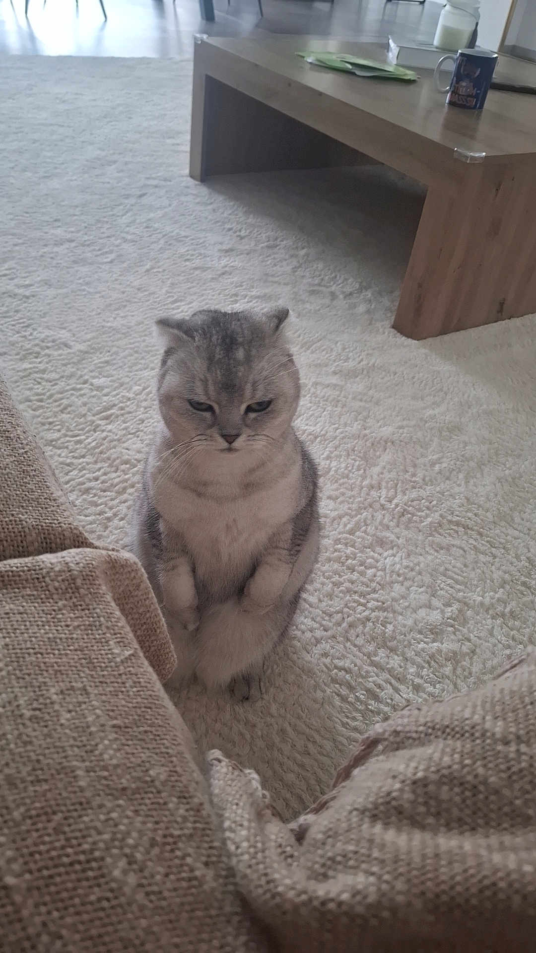 Poupie participe au concours pour gagner de l'argent avec cette photo : cat, gray_cat, carpet, indoor, furniture, coffee_table, cushion, cozy, pet, animal, sitting, fur, whiskers, ears, paws, home, living_room, wood, table, relaxed