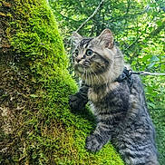 Jul a rejoint le concours — aidez-le/la à gagner de superbes lots ! cat, tabby, forest, tree, moss, greenery, nature, outdoor, pet, animal, fur, whiskers, leash, harness, climbing, curious, wildlife, adventure, closeup, daylight