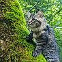cat, tabby, forest, tree, moss, greenery, nature, outdoor, pet, animal, fur, whiskers, leash, harness, climbing, curious, wildlife, adventure, closeup, daylight