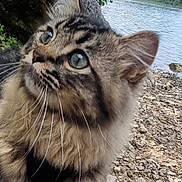 Jul a rejoint le concours — aidez-le/la à gagner de superbes lots ! animal, cat, closeup, curious, daylight, fluffy, fur, green_eyes, lake, mammal, nature, outdoor, pet, portrait, rocks, scenery, tabby, tree, whiskers, wildlife
