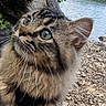 animal, cat, closeup, curious, daylight, fluffy, fur, green_eyes, lake, mammal, nature, outdoor, pet, portrait, rocks, scenery, tabby, tree, whiskers, wildlife