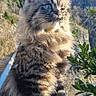 Jul participe au concours pour gagner de l'argent avec cette photo : alert, animal, cat, curious, daylight, feline, fluffy, fur, greenery, landscape, leash, mammal, mountain, nature, outdoor, pet, rock, sky, sunlight, wild