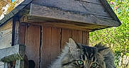 Jul participe au concours pour gagner de l'argent avec cette photo : animal, blue_sky, cat, feline, fluffy_cat, garden, grass, green_grass, nature, outdoor, pet, relaxed, resting, spring, sunny_day, tabby_cat, tree, tree_trunk, wood, wooden_birdhouse