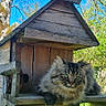 animal, blue_sky, cat, feline, fluffy_cat, garden, grass, green_grass, nature, outdoor, pet, relaxed, resting, spring, sunny_day, tabby_cat, tree, tree_trunk, wood, wooden_birdhouse