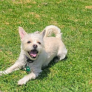 Coco is registered to the contest to win money with this photo: dog, small_dog, white_dog, grass, outdoor, pet, animal, happy_dog, panting, tail, ears, collar, tag, sunny, daylight, playful, lying_down, nature, green_grass, canine