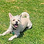 dog, small_dog, white_dog, grass, outdoor, pet, animal, happy_dog, panting, tail, ears, collar, tag, sunny, daylight, playful, lying_down, nature, green_grass, canine