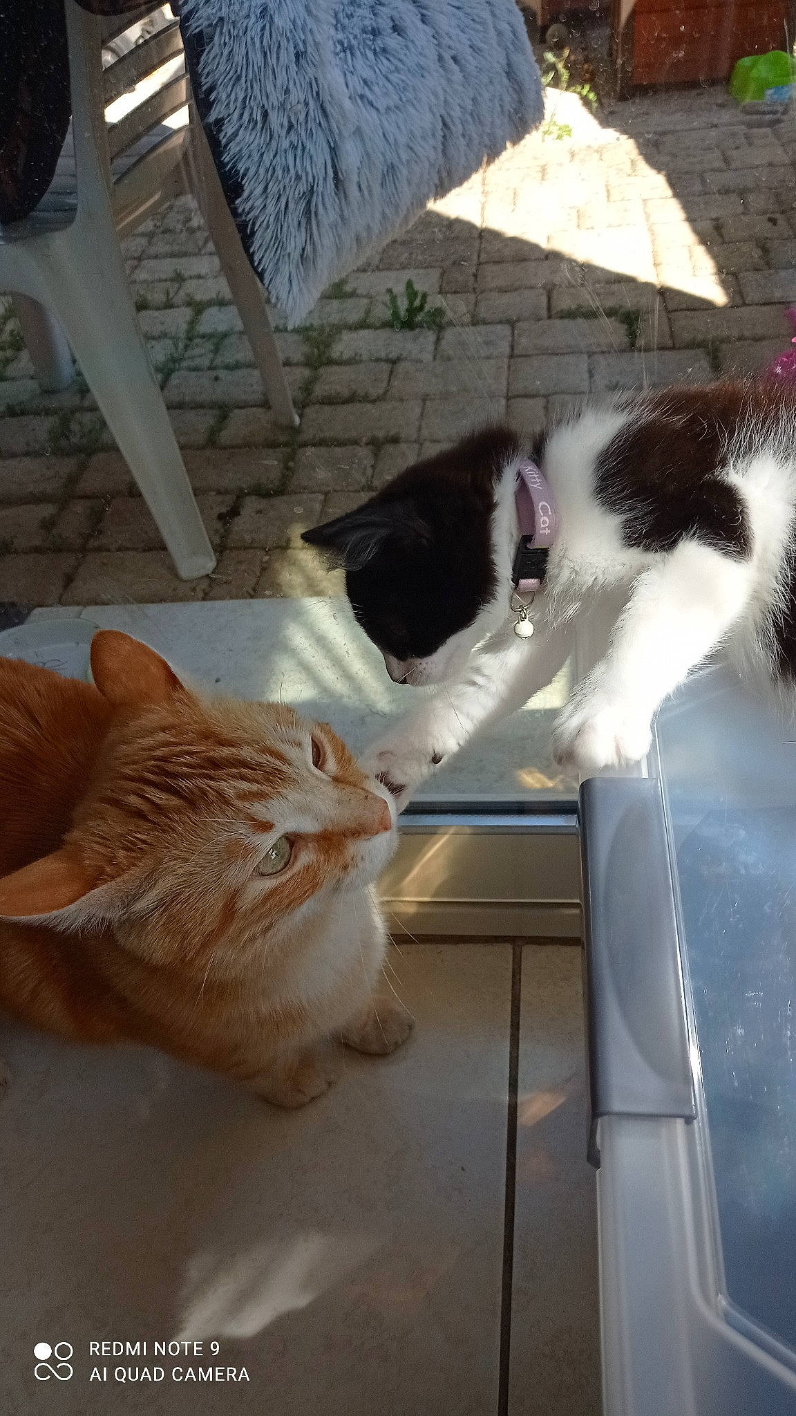 Plume participe au concours pour gagner de l'argent avec cette photo : carnivore, cat, claw, comfort, companion_dog, domestic_short_haired_cat, felidae, flooring, fur, hardwood, lap, paw, room, small_to_medium_sized_cats, snout, tail, whiskers, window, wood