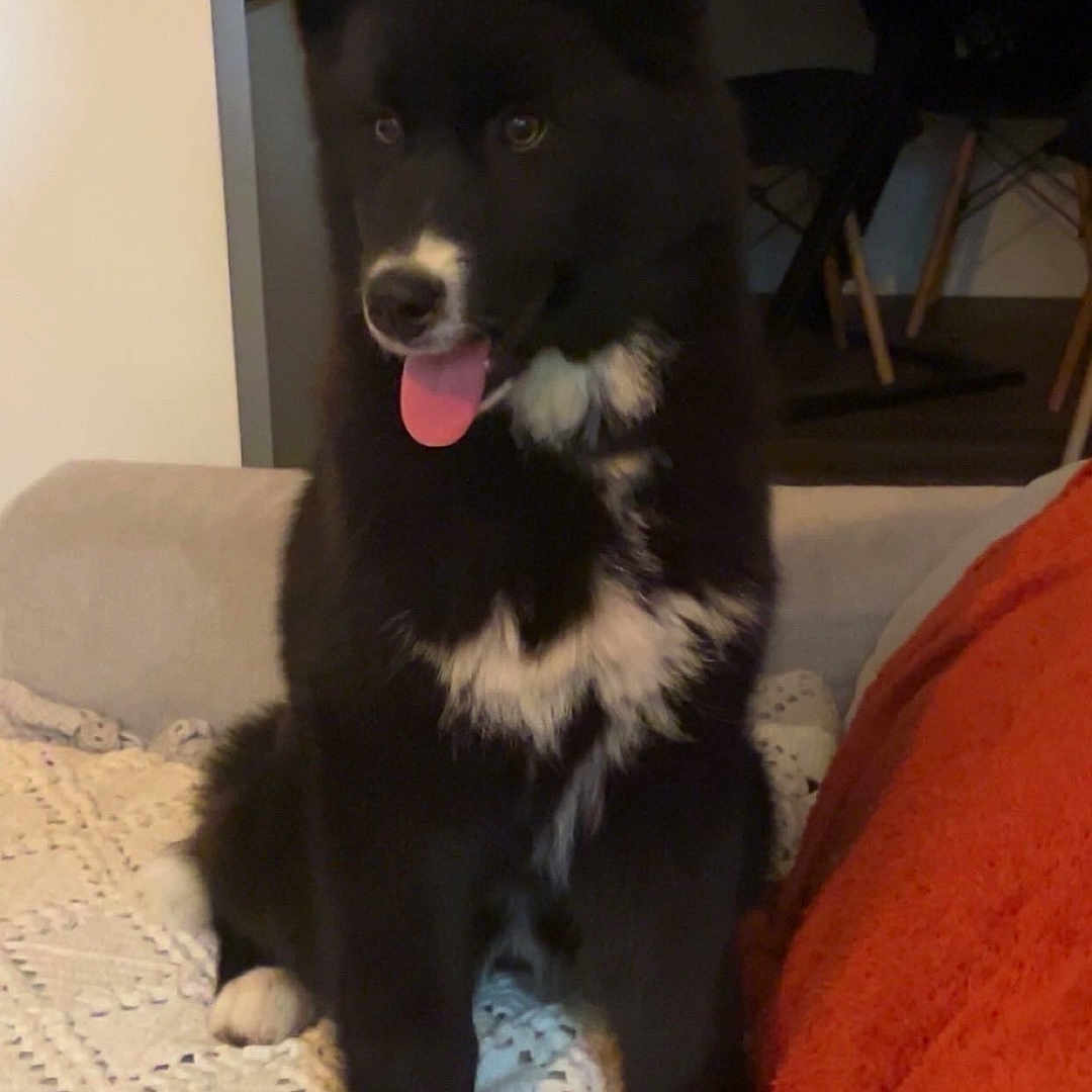 Maya