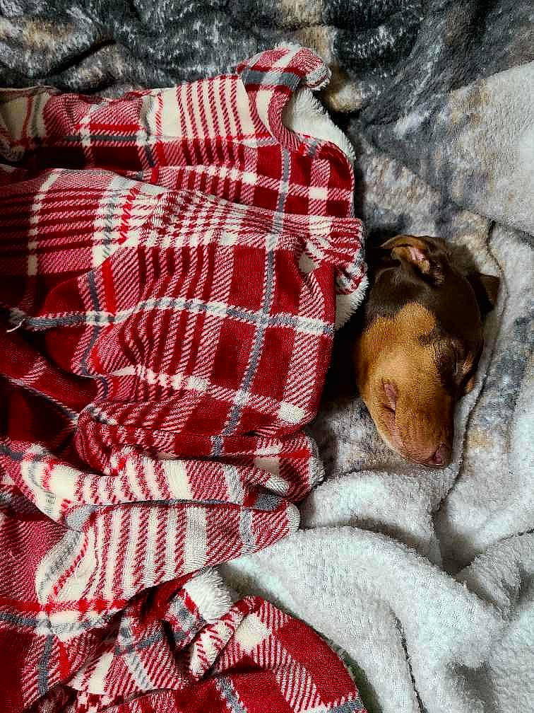 Gracie is registered to the contest to win money with this photo: bedding, canidae, carmine, carnivore, comfort, companion_dog, dog, dog_breed, dog_supply, fur, linens, liver, nap, pattern, plaid, sporting_group, tartan, textile, tints_and_shades, working_animal