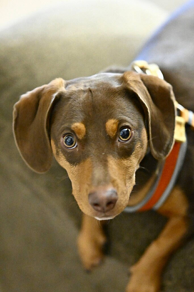 Gracie is registered to the contest to win money with this photo: canidae, carnivore, companion_dog, dog, dog_breed, eye, fawn, food, german_shorthaired_pointer, hunting_dog, liver, plant, puppy, sporting_group, whiskers, wood, working_animal