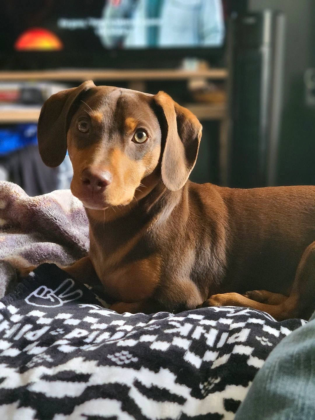 Gracie is registered to the contest to win money with this photo: canidae, carnivore, comfort, companion_dog, dog, dog_breed, dog_supply, fawn, fur, guard_dog, hound, liver, pet_supply, pointing_breed, sporting_group, terrestrial_animal, toy_dog, whiskers, wood, working_animal