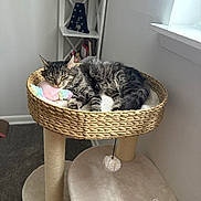 Gracie joined the competition — help win amazing prizes! basket, books, carpet, cat, cat_tree, cozy, decor, furniture, home, indoor, light, pet, plush_pillow, relaxation, resting, shelf, sleeping, tabby, toy, window