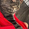 Gracie is registered to the contest to win money with this photo: animal, blurred_background, cat, closeup, comfort, cozy, cute, domestic_animal, feline, fur, indoor, paw, pet, red_blanket, relaxed, resting, sleeping, soft_texture, tabby_cat, whiskers
