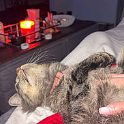 Gracie is registered to the contest to win money with this photo: bed, blanket, candle, cat, coffee_table, collar, cozy, fur, human_hand, living_room, manicure, nighttime, pet, pink_nails, relaxed, sleeping, soft_lighting, tabby_cat, tray, whiskers