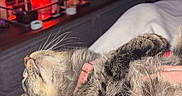 Gracie is registered to the contest to win money with this photo: bed, blanket, candle, cat, coffee_table, collar, cozy, fur, human_hand, living_room, manicure, nighttime, pet, pink_nails, relaxed, sleeping, soft_lighting, tabby_cat, tray, whiskers