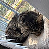 Gracie is registered to the contest to win money with this photo: animal, blanket, blinds, cat, comfort, cozy, cute, domestic, fur, furry, indoor, nap, pet, quiet, relaxation, resting, sleeping, sunlight, tabby, window