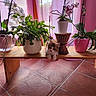 kitten, cat, plant, potted_plant, orchid, wooden_bench, curtain, pink_curtain, indoor, tile_floor, terracotta_tile, flower_pot, green_leaves, white_flower, purple_flower, pet, cute, animal, cozy, home