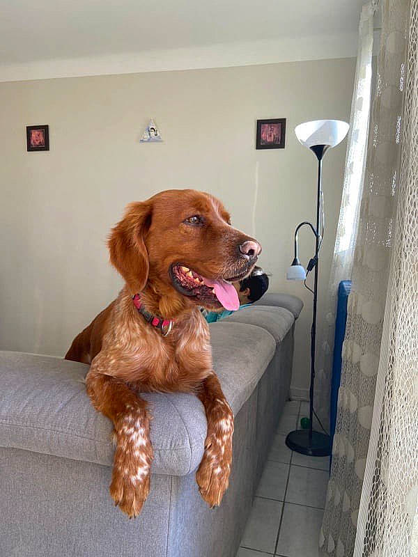 Ninja a rejoint le concours — aidez-le/la à gagner de superbes lots ! carnivore, collar, companion_dog, dog, dog_breed, dog_collar, dog_supply, door, floor, flooring, fur, gun_dog, liver, pet_supply, retriever, spaniel, sporting_group, tennis_ball, wood, working_animal