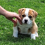 Baloo participe au concours pour gagner de l'argent avec cette photo : adorable, animal, brown, canine, cute, dog, expression, friendly, fur, grass, hand, nature, outdoor, pet, playing, puppy, sitting, small, white, young
