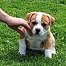 adorable, animal, brown, canine, cute, dog, expression, friendly, fur, grass, hand, nature, outdoor, pet, playing, puppy, sitting, small, white, young