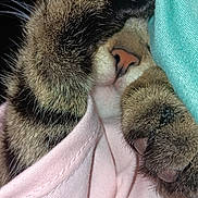 Rosie is registered to the contest to win money with this photo: cat, tabby, fur, whiskers, paw, paw_pad, nose, close_up, sleeping, cozy, blanket, fabric, pink_cloth, teal_cloth, pet, domestic_cat, muzzle, portrait, snug, nap