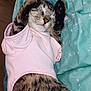 Rosie joined the competition — help win amazing prizes! cat, tabby_cat, sleeping, pink_shirt, pet, pet_clothing, blanket, bedding, paw, paw_pads, whiskers, nose, cute, relaxed, indoor, portrait, close_up, fur, cozy, sleepy