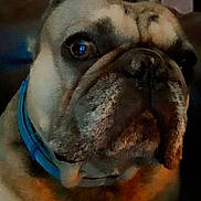 Elvis joined the competition — help win amazing prizes! animal, black, blue_collar, brown, bulldog, canine, close_up, collar, dog, domestic_animal, ears, expression, face, fur, indoors, looking, mammal, pet, portrait, snout