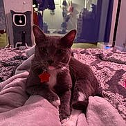 Milo joined the competition — help win amazing prizes! cat, feline, pet, gray_cat, white_paws, paw, whiskers, collar, tag, blanket, bed, cozy, indoor, close_up, portrait, ears, relaxed, mirror, bedroom, soft_lighting