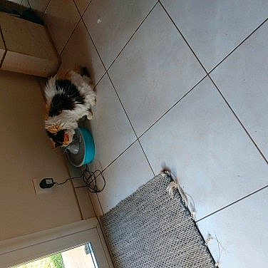 Zouzouille a rejoint le concours — aidez-le/la à gagner de superbes lots ! cat, pet, animal, indoors, tile_floor, food_bowl, water_bowl, scratching_mat, wall, door, window, electrical_outlet, cord, corner, home, room, black_and_white, sitting, overhead_view, rotated_photo