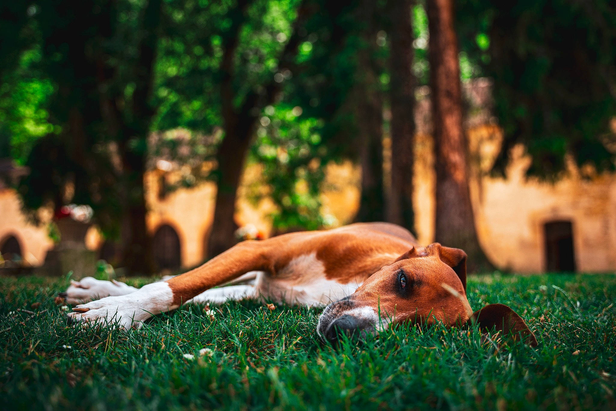 Némo a rejoint le concours — aidez-le/la à gagner de superbes lots ! carnivore, companion_dog, dog, dog_breed, fawn, forest, grass, grazing, human_leg, landscape, natural_landscape, people_in_nature, plant, snout, tail, terrestrial_animal, tints_and_shades, tree, trunk, wood