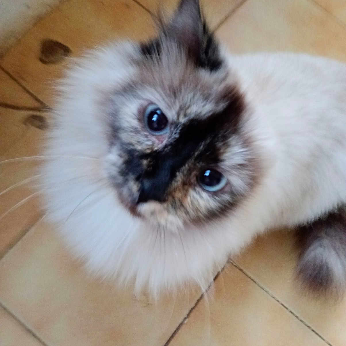 Hermione participe au concours pour gagner de l'argent avec cette photo : angora, animal, brasssection, cat, face, head, horn, kitten, manx, musicalinstrument, person, pet, photography, portrait, siamese, tile, wood