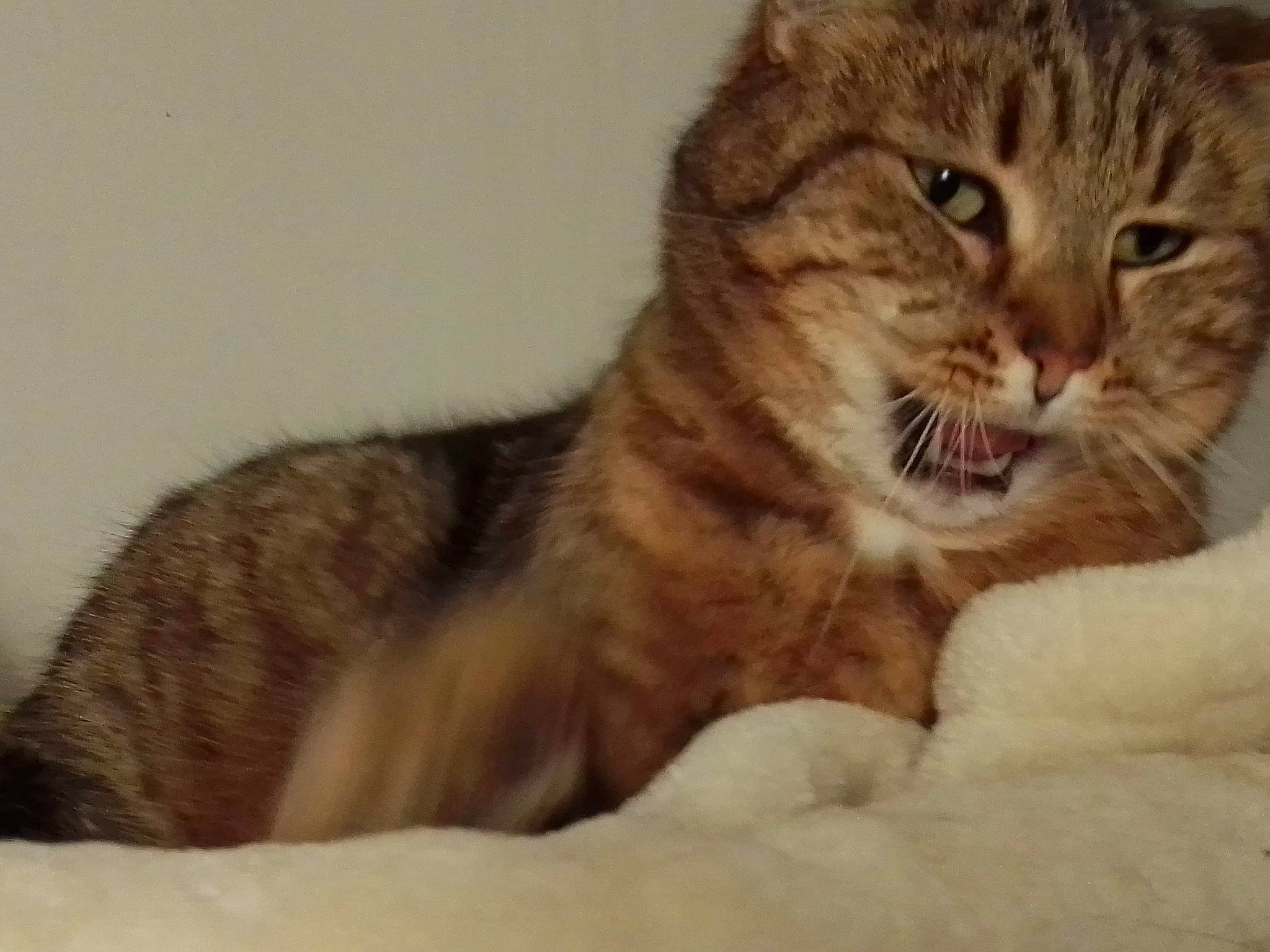 Nounourcette a rejoint le concours — aidez-le/la à gagner de superbes lots ! carnivore, cat, cat_supply, claw, comfort, domestic_short_haired_cat, felidae, fur, nap, paw, small_to_medium_sized_cats, snout, tail, terrestrial_animal, whiskers, window