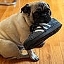 dog, pug, pet, sneaker, shoe, chewing, hardwood_floor, indoor, close_up, portrait, brown_coat, black_muzzle, paw, cute, expressive_eyes, playful, small_breed, sitting, laces, domestic