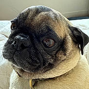Fudge is registered to the contest to win money with this photo: animal, bed, black_mask, brown_coat, close_up, collar, cute, dog, expression, eye, fur, head_tilt, indoor, nose, pet, portrait, pug, tag, whiskers, wrinkles