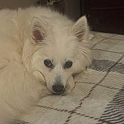 Aurora is registered to the contest to win money with this photo: dog, white_dog, fluffy, pet, animal, lying_down, blanket, cozy, indoor, resting, fur, ears, cute, face, bedroom, domestic_animal, sleepy, companion, soft, relaxed