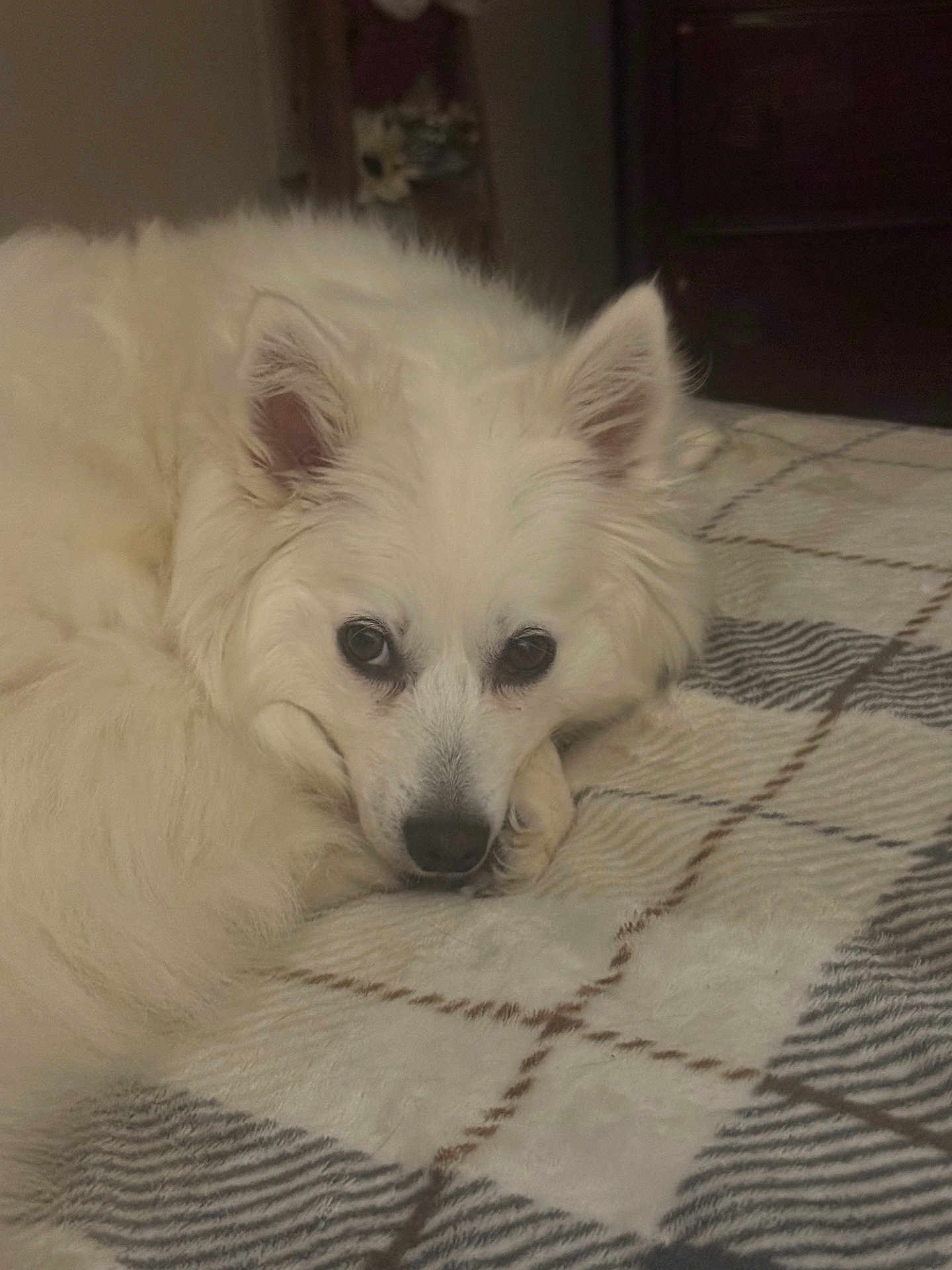 Aurora is registered to the contest to win money with this photo: dog, white_dog, fluffy, pet, animal, lying_down, blanket, cozy, indoor, resting, fur, ears, cute, face, bedroom, domestic_animal, sleepy, companion, soft, relaxed