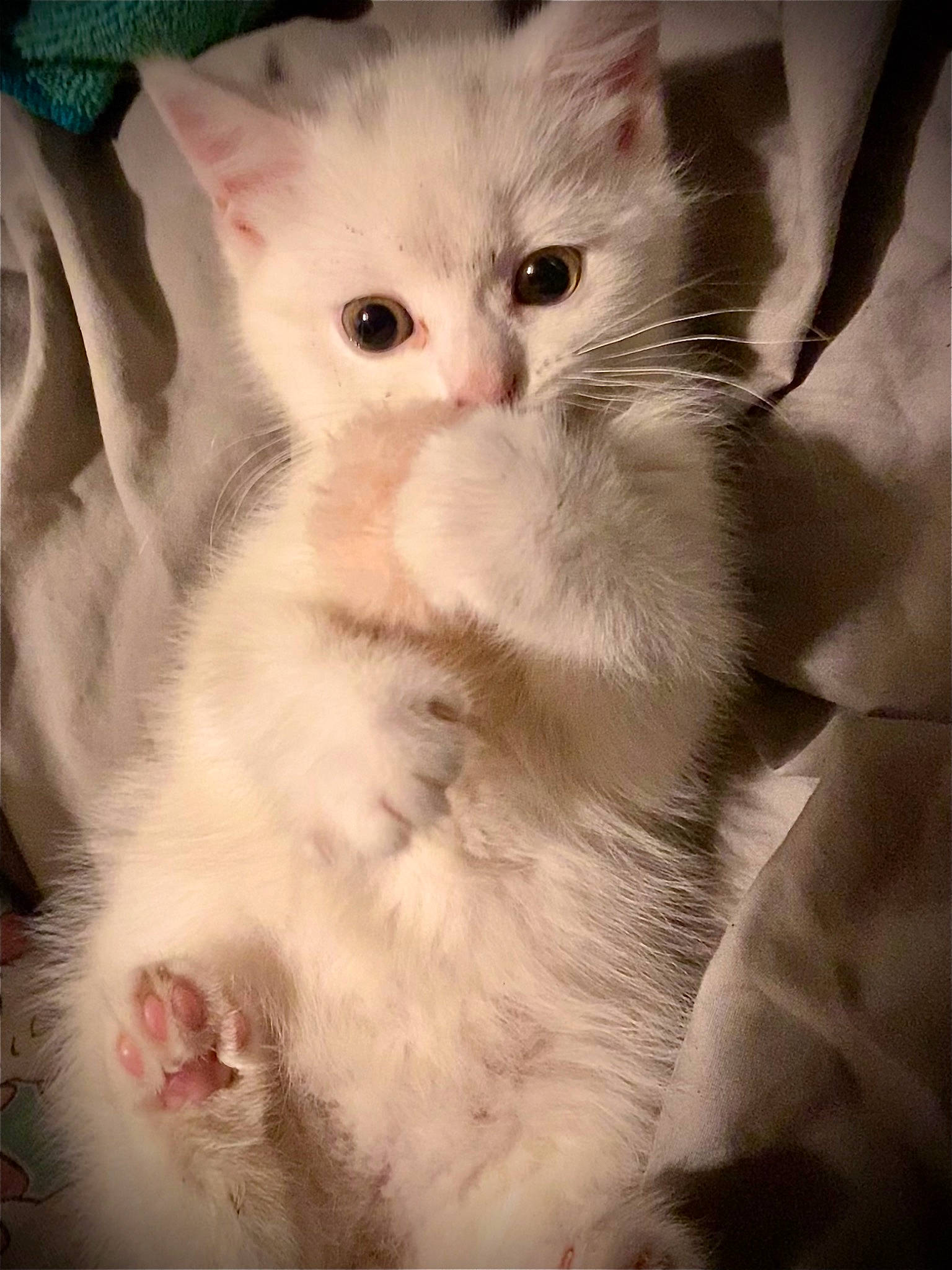 Floof is registered to the contest to win money with this photo: carnivore, cat, claw, comfort, domestic_short_haired_cat, ear, fawn, felidae, fur, gesture, paw, small_to_medium_sized_cats, snout, tail, whiskers