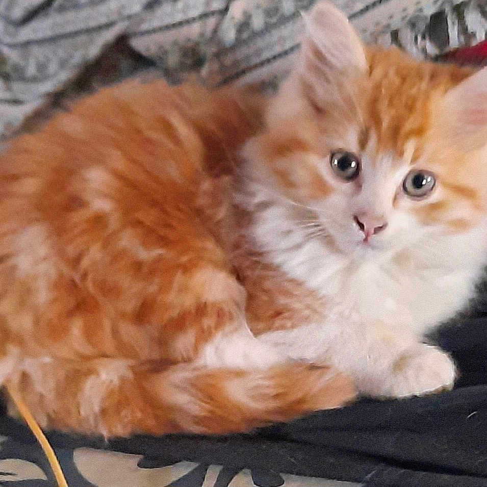 Garfilde participe au concours pour gagner de l'argent avec cette photo : abyssinian, angora, animal, blanket, cat, citrusfruit, couch, food, fruit, furniture, kitten, manx, orange, person, pet, plant, produce, siamese, sleeping, wood