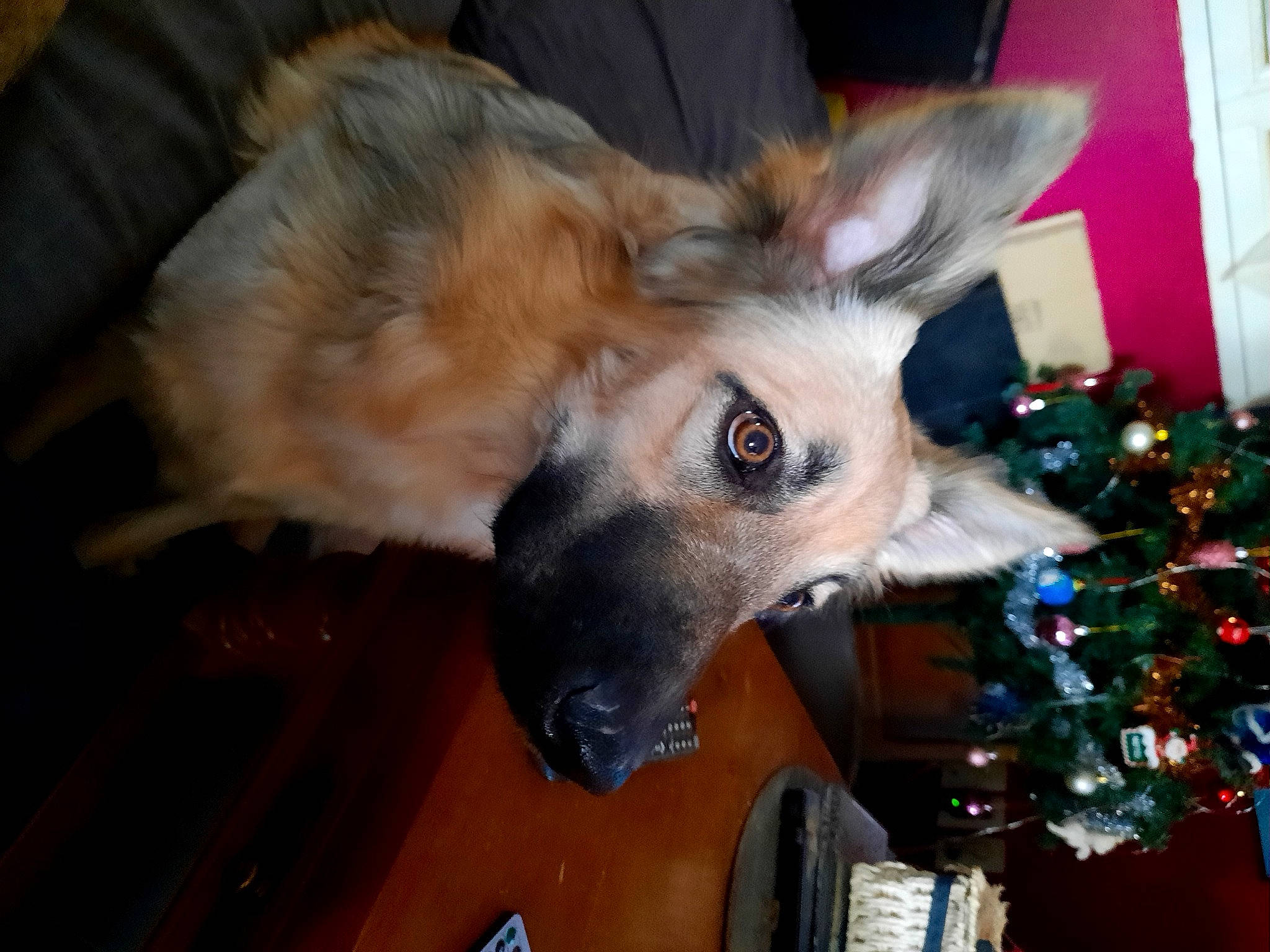 Raika participe au concours pour gagner de l'argent avec cette photo : canidae, carnivore, christmas, christmas_decoration, christmas_eve, christmas_ornament, christmas_tree, companion_dog, dog, dog_breed, dog_supply, fur, holiday, holiday_ornament, interior_design, living_room, ornament, snout, sporting_group, working_animal