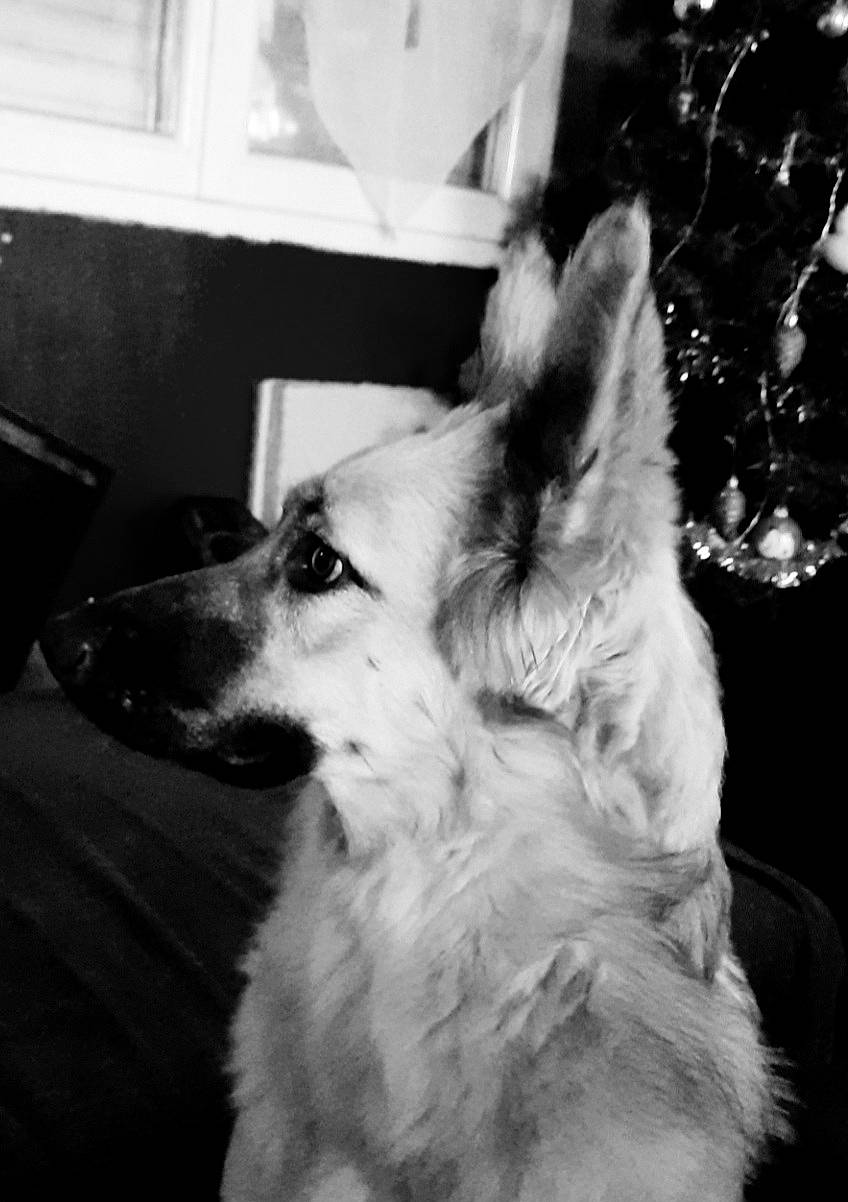 Raika participe au concours pour gagner de l'argent avec cette photo : ancient_dog_breeds, black, black_and_white, canidae, carnivore, companion_dog, dog, dog_breed, fur, jaw, monochrome, monochrome_photography, snapshot, snout, sporting_group, style, whiskers, white, working_animal, working_dog