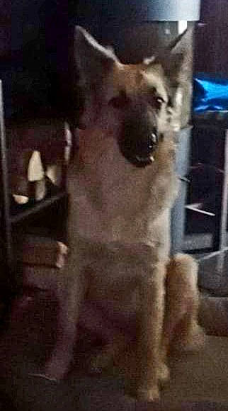 Raika a rejoint le concours — aidez-le/la à gagner de superbes lots ! ancient_dog_breeds, black, canidae, carnivore, companion_dog, dog, dog_breed, dog_supply, fawn, german_shepherd_dog, herding_dog, hunting_dog, paw, pet_supply, snapshot, snout, sporting_group, vertebrate, working_animal, working_dog