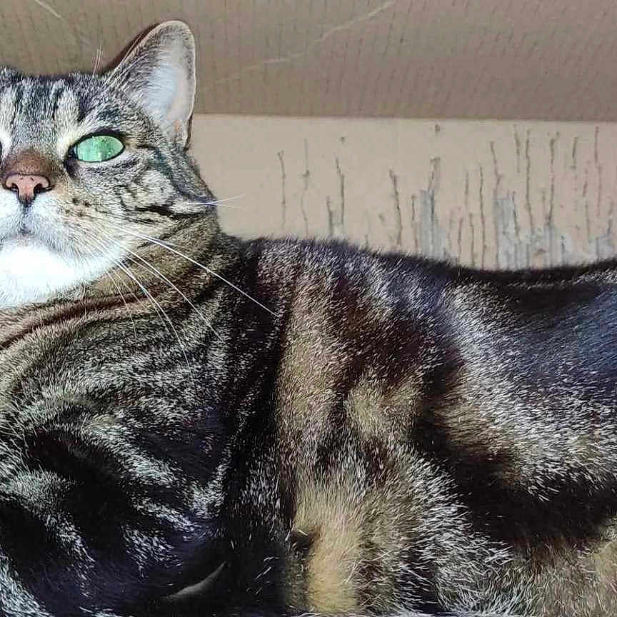 Chipie a rejoint le concours — aidez-le/la à gagner de superbes lots ! abyssinian, angora, animal, architecture, box, building, cardboard, carton, cat, couch, door, egyptiancat, furniture, indoors, kitten, manx, person, pet, sleeping, wall