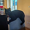 animal, appliance, black_cat, cat, chair, collar, domestic_animal, eyes, fur, furniture, home, indoor, interior, kitchen, light, pet, relaxing, shadow, table, window