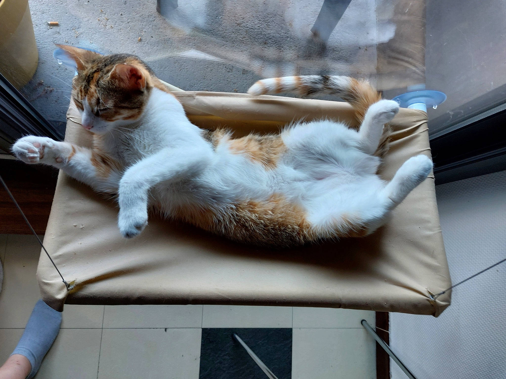 Boo participe au concours pour gagner de l'argent avec cette photo : canidae, cat, chair, claw, comfort, companion_dog, domestic_short_haired_cat, fawn, felidae, fur, mammal, paw, room, small_to_medium_sized_cats, tail, textile, vertebrate, whiskers, window, wood