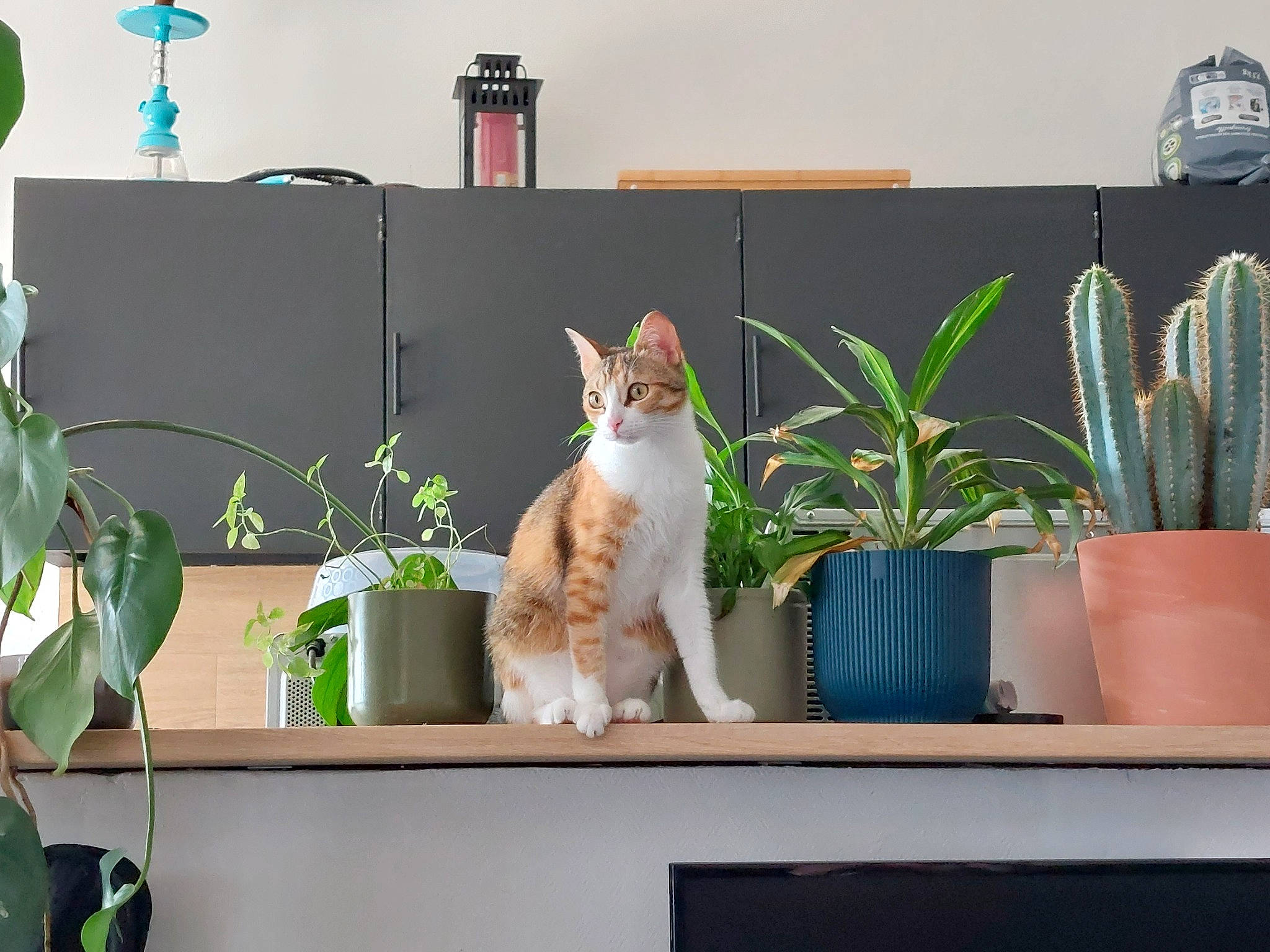 Boo participe au concours pour gagner de l'argent avec cette photo : art, carnivore, cat, domestic_short_haired_cat, felidae, flowerpot, fur, grass, green, herb, houseplant, plant, rectangle, room, small_to_medium_sized_cats, tail, terrestrial_plant, whiskers, window, window_blind
