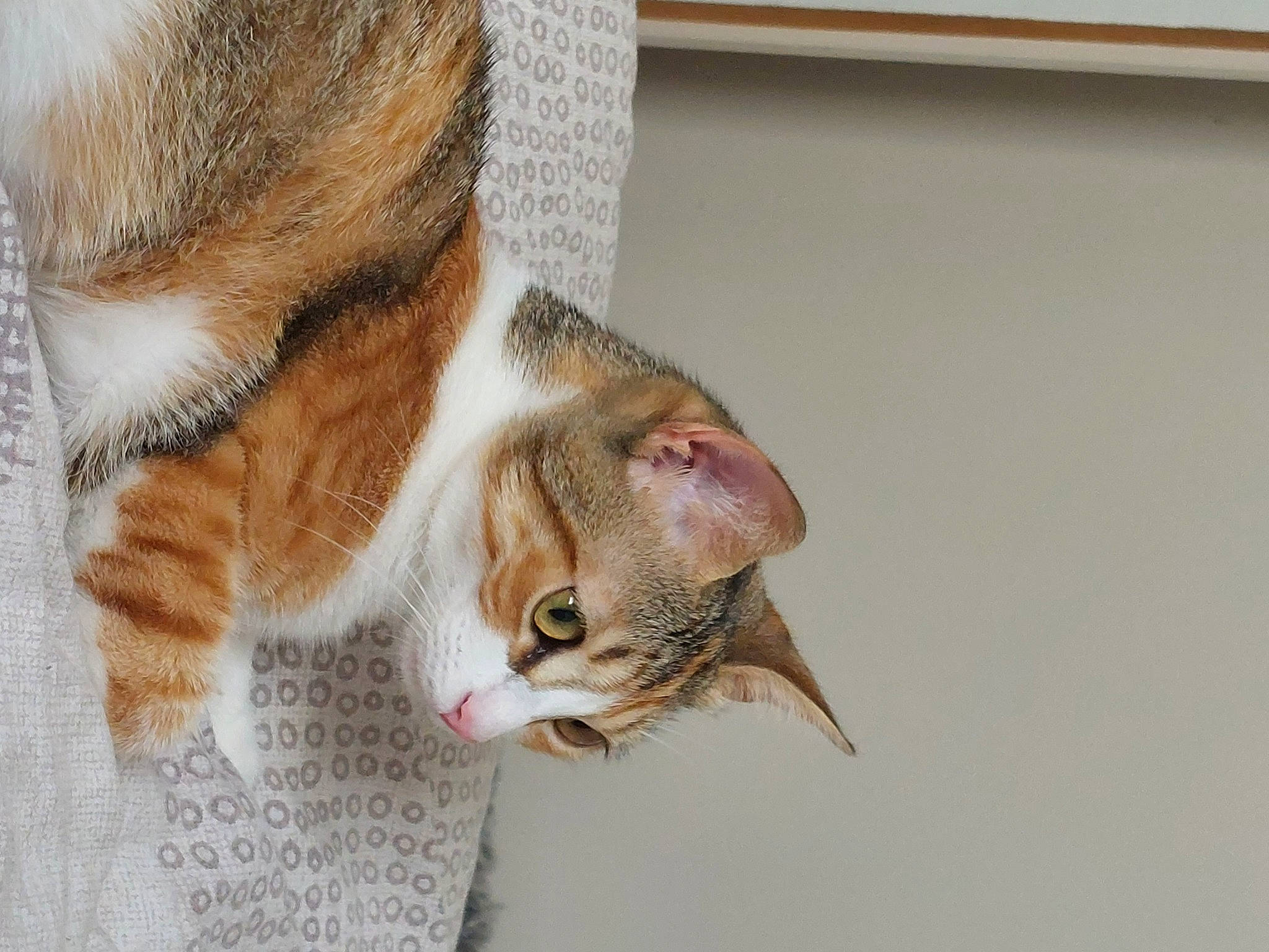 Boo participe au concours pour gagner de l'argent avec cette photo : carnivore, cat, collar, domestic_short_haired_cat, door, ear, fawn, felidae, fur, paw, small_to_medium_sized_cats, tail, whiskers, window