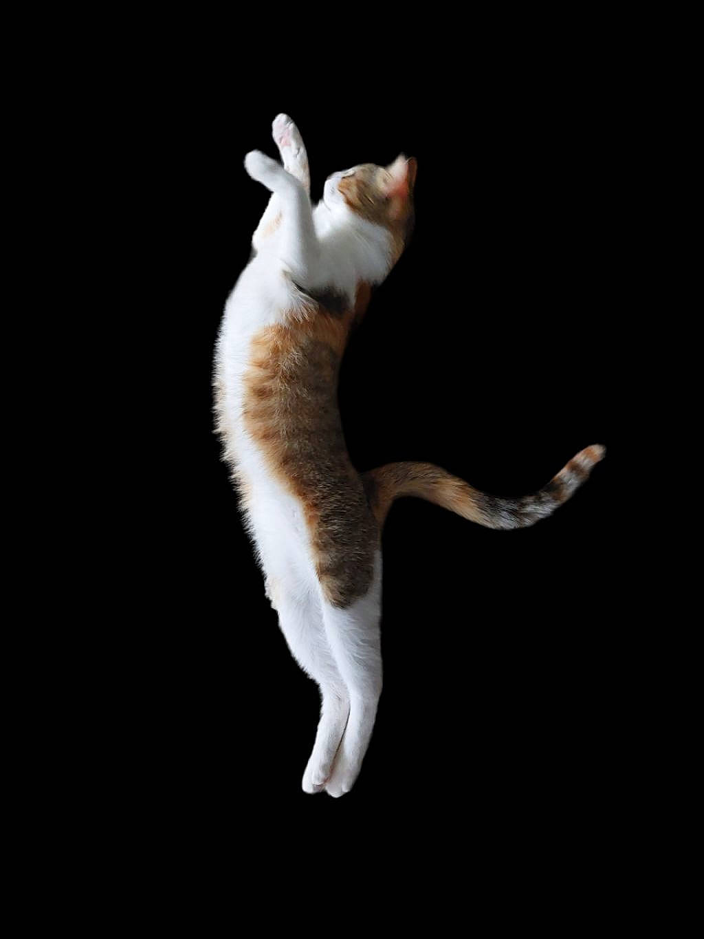 Boo participe au concours pour gagner de l'argent avec cette photo : canidae, carnivore, cat, claw, darkness, dog_breed, fawn, felidae, fur, paw, plant, small_to_medium_sized_cats, tail, terrestrial_animal, tree, whiskers, wood